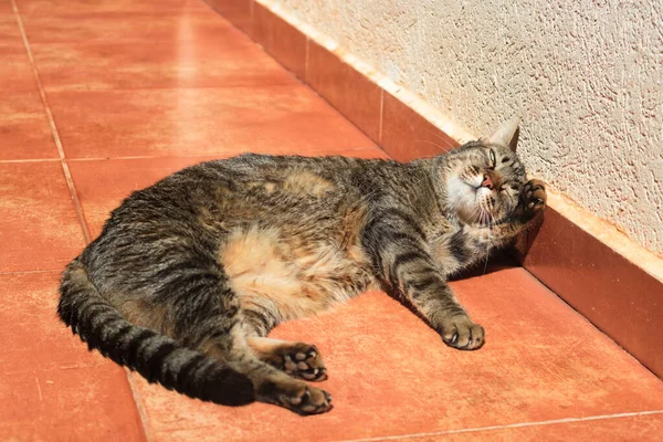 Таббі Кіт Купається Сонячному Саду — стокове фото