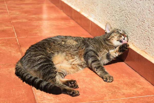 Tabby Gato Bañándose Soleado Jardín — Foto de Stock