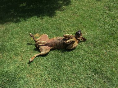 Otların arasında başıboş köpek yatağı.