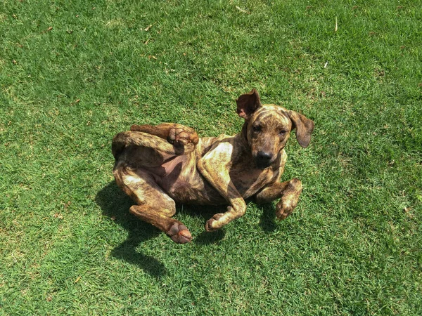 Бездомная Собака Лежит Траве — стоковое фото