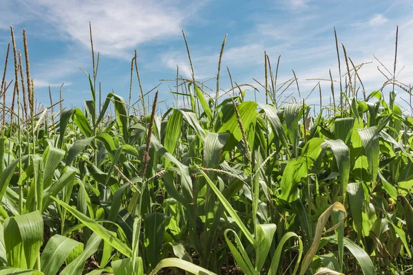 Zöld Szántóföldi Kukorica Ültetvény Napsütéssel Kék Felhős Háttér — Stock Fotó