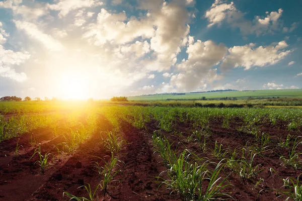 Granja Plantación Caña Azúcar Con Cielo Cinematográfico Lleno Nubes Puesta — Foto de Stock