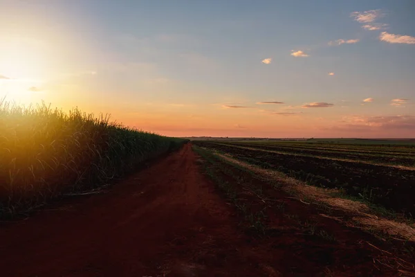 充满了云彩和夕阳的电影般的天空的甘蔗种植园 — 图库照片