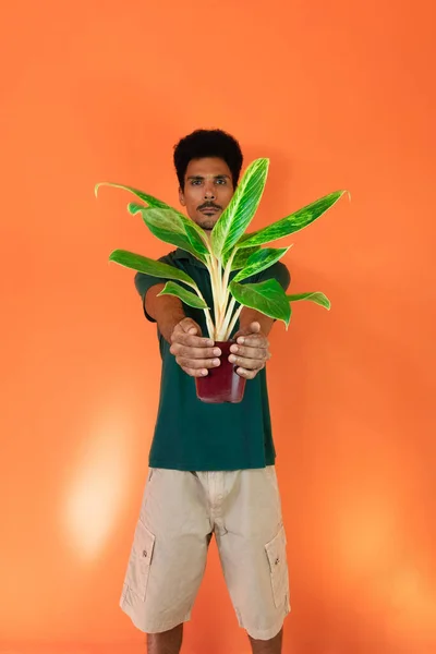 Fešák Černošky Muž Zelenou Košilí Drží Rostlina Izolované Oranžovém Pozadí — Stock fotografie
