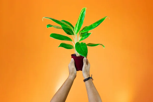 Día Tierra Hombre Negro Sosteniendo Planta Aislada Sobre Fondo Naranja — Foto de Stock