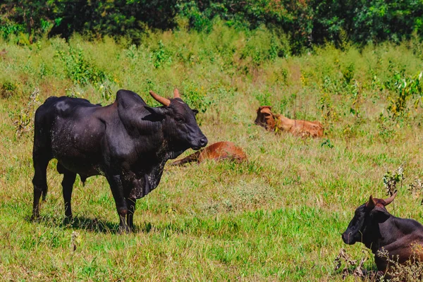 Grupo Vacas Pie Mirando Campo Verde Panorama Vacas Pastando Prado — Foto de Stock