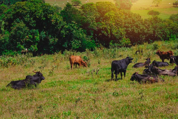 Skupina Krav Stojí Dívá Zelené Louce Panorama Krav Pasoucích Louce — Stock fotografie