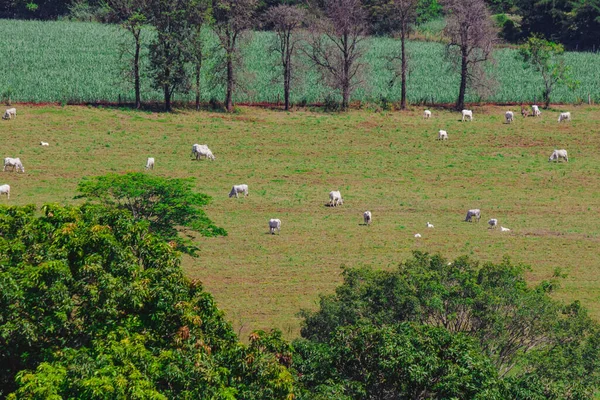 Skupina Krav Stojí Dívá Zelené Louce Panorama Krav Pasoucích Louce — Stock fotografie