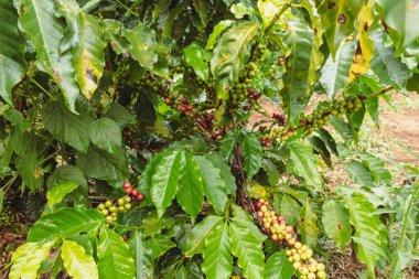 Çiftlikteki kahve ağacındaki yeşil, sarı ve kırmızı kahve meyvelerine yaklaş..