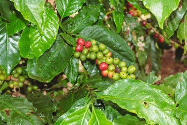 Çiftlikteki kahve ağacındaki yeşil, sarı ve kırmızı kahve meyvelerine yaklaş..