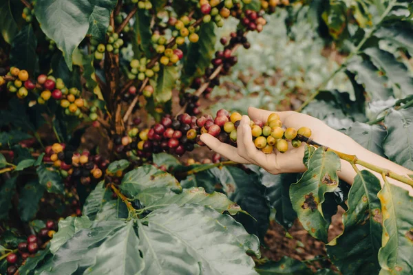 Farmer Holding Green Yellow Red Coffee Fruit Berries Plantation — Stock Photo, Image