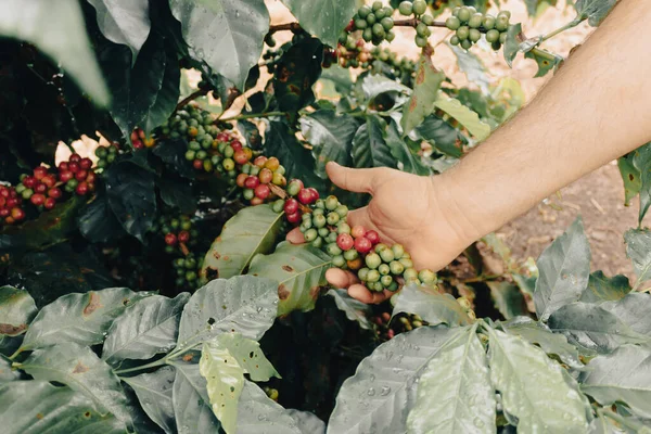 Agricultor Que Tiene Bayas Café Verdes Amarillas Rojas Plantación — Foto de Stock