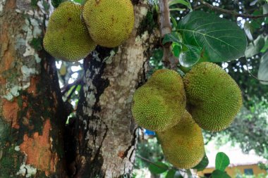 Jackfruit as know as jaca hanging from a jackfruit tree. Famous fruit from Brazil.