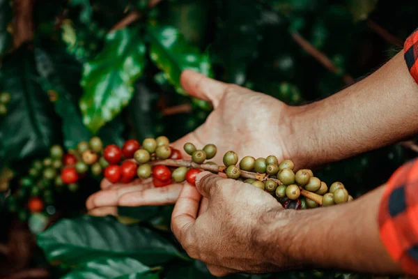 Male Farmer Holding Coffee Ripe With Red and Green Beans. Coffee Farm Field.