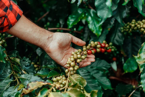 Male Farmer Holding Coffee Ripe Red Green Beans Coffee Farm — Stock Photo, Image