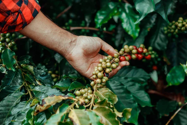 Male Farmer Holding Coffee Ripe With Red and Green Beans. Coffee Farm Field.
