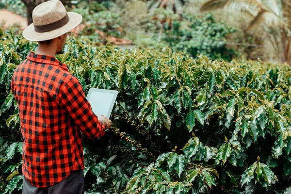 Farmer using digital tablet computer in cultivated coffee field plantation.