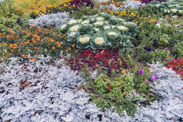 Late Summer Early Autumn Flower Bed View Seasonal Plants Flowers — Stock Photo, Image