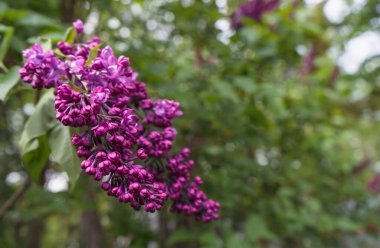 close up view of branch of blooming lilac