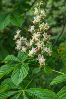 close up view of chestnut tree blooming branch at spring