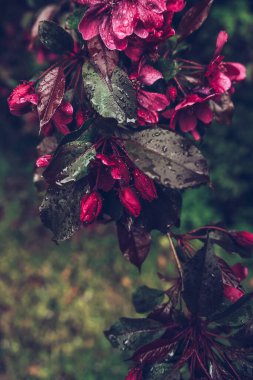 branch of ornamental apple tree malus royalty inafter rain  in springtime
