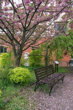wet bench aftre rain covered in cherry tree petals and drops