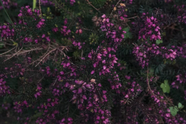 Close View Erica Carnea Bloom Springtime — Stock Photo, Image