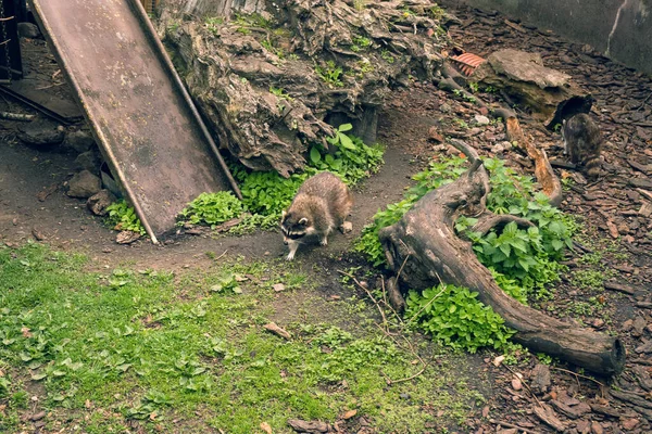 View Walking Raccoons Sprungtime — Stock Photo, Image