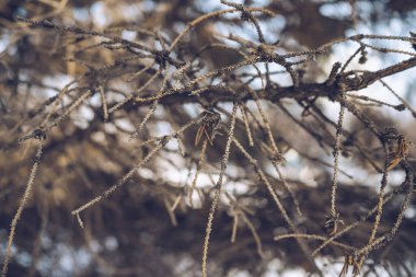 Kurumuş köknar ağacı dalları kışın açık havada