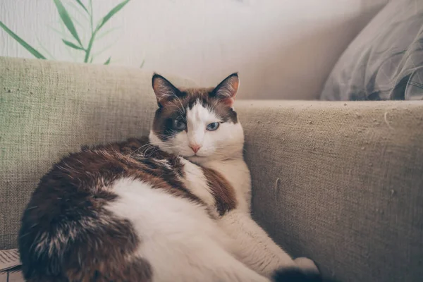 Liggend Bank Kijkend Naar Geïrriteerde Kat — Stockfoto