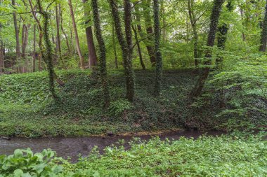 green spring forest with small stream at daytime