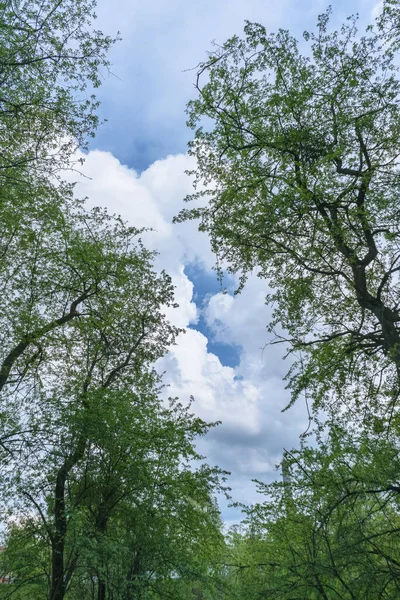 Nubes Blancas Esponjosas Vista Parcialmente Azul Del Cielo Través Árboles — Foto de Stock