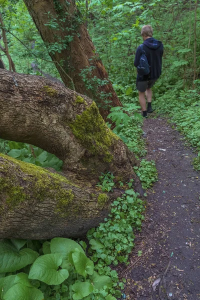 Growing Tree Trunk Moss Footpath Forest Blurry Man Figure Walking — Stock fotografie