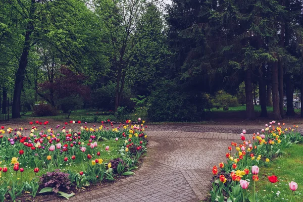 Tulips Flower Bed Public Park Gloomy Spring Day — Φωτογραφία Αρχείου