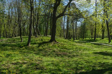 Zelenogradsk şehir parkı güneşli bir bahar günü çiçek açan karahindibalarla