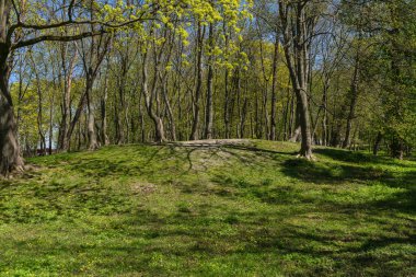 Zelenogradsk şehir parkında çiçek açan karahindibalarla dolu.