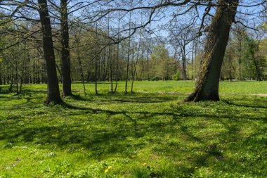 Güneşli bir günde Zelenogradsk şehir parkında çiçek açan bahar çayırı