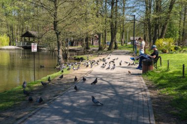 Zelenogradsk, Rusya - 11 Mayıs 2021: İnsanlardan yiyecek bekleyen güvercin sürüsü 