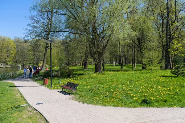 2021年5月11日 俄罗斯 泽列诺格拉德斯克 公园里美丽的草坪 蒲公英盛开 — 图库照片