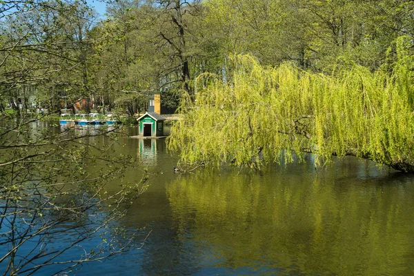 Zelenogradsk Rusland Mei 2021 Huilende Wilgenboom Met Eendenhok Catamaran Station — Stockfoto