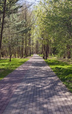 Svetlogorsk 'taki yeşil park ormanlık alanındaki bahar yolu manzarası