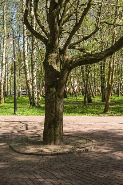 Ростуть Дерева Центральному Парку Світлогорська Сонячний День — стокове фото