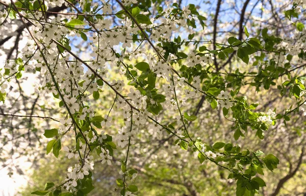 春天里 春天里 Prunus Cerasifera — 图库照片