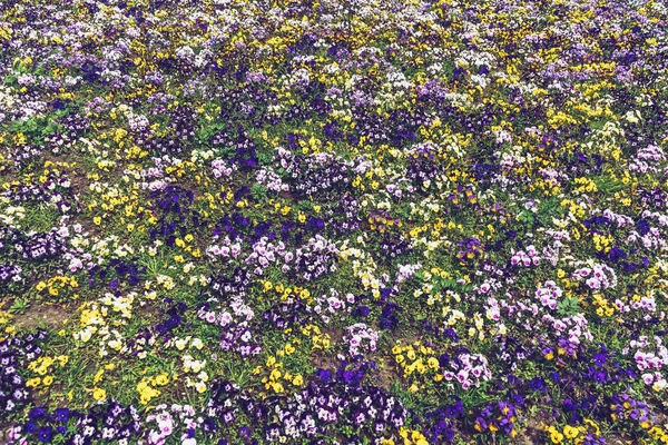 Барвисті Квітучі Квіти Альти Ростуть Сонячний Весняний День — стокове фото