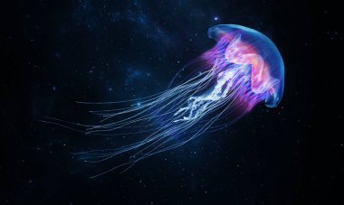 Parlayan denizanaları mavi denizin derinliklerinde yüzerler. Medusa neon deniz anası fantazisi yıldızlar arasındaki uzay evreninde
