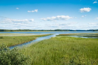 Yeşil kamışlı Urajarvi Gölü 'ne yaz manzarası.