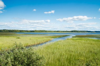 Yeşil kamışlı Urajarvi Gölü 'ne yaz manzarası.