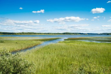 Yeşil kamışlı Urajarvi Gölü 'ne yaz manzarası.