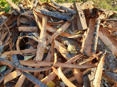 Sonbaharda köknar ağacı kabuğunun uzun kahverengi budanması