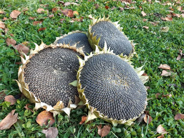 Çimlerin üzerinde sonbahar yapraklarıyla siyah tohumları olan bir ayçiçeğinin dört çiçek başı.